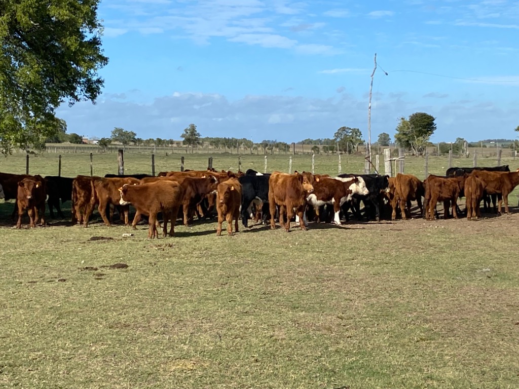 Lote De Terneros Hasta 140 Kg Con 43 Cabezas Peso PRO 109 Clase