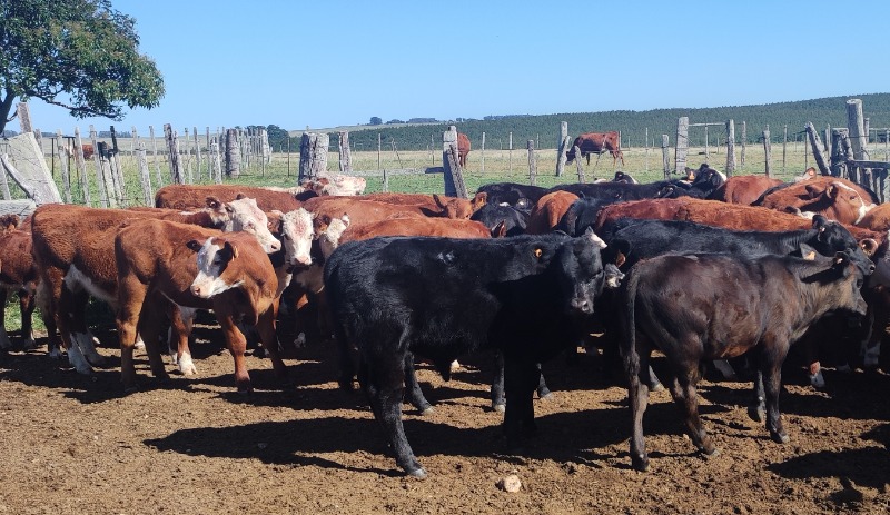 Lote De Terneros A Kg Con Cabezas Peso Pro Clase