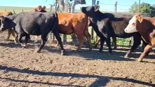 Lote 229