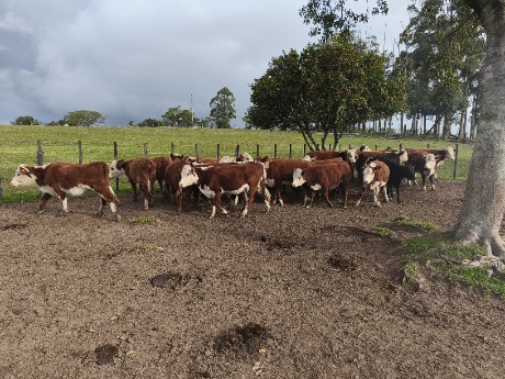Lote 106