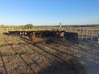 Lote 81