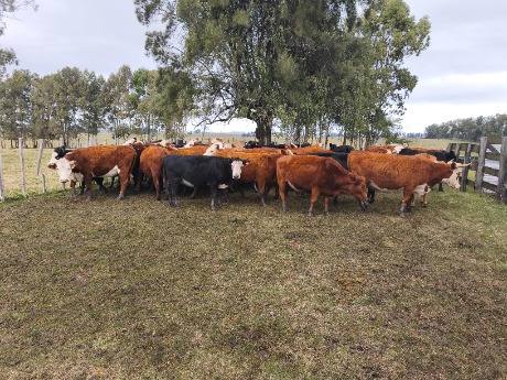 Lote 125