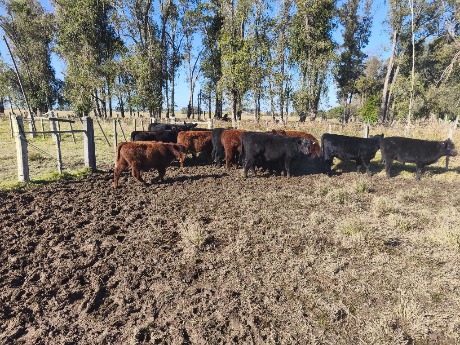 Lote 89