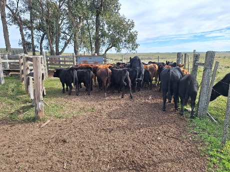 Lote 22