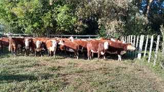 Lote 123