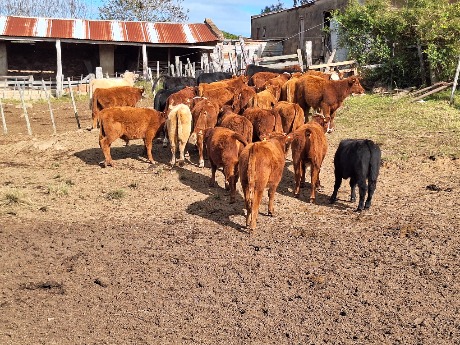 Lote 10