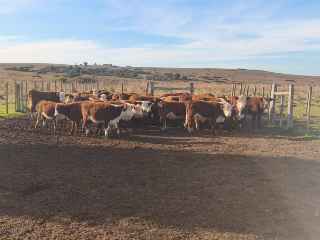 Lote 9
