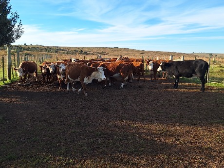 Lote 60