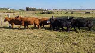 Lote 136