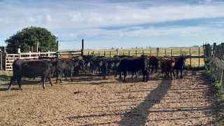 Lote 122