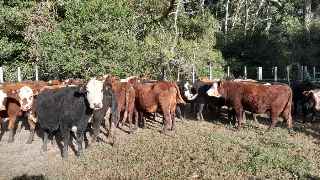 Lote 124