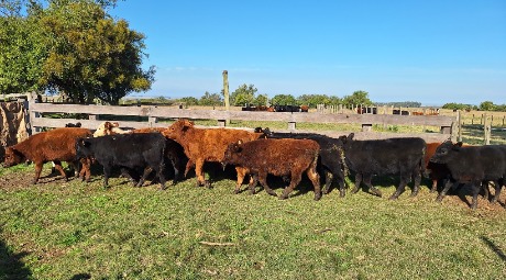 Lote 34
