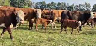 Lote 140