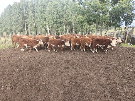 Lote 101