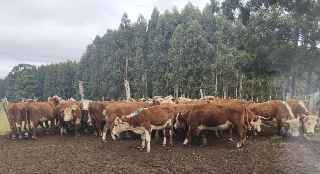Lote 59