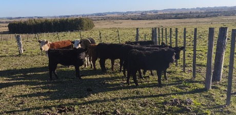 Lote 81a