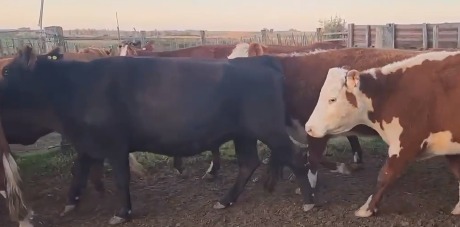 Lote 60a