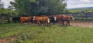 Lote 96