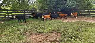 Lote 153