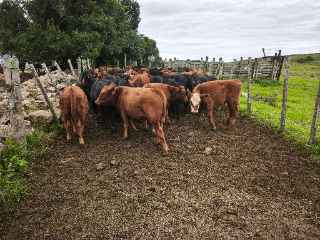 Lote 29