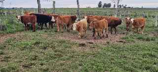 Lote 132