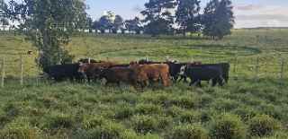 Lote 50