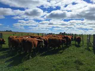 Lote 75