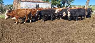 Lote 95