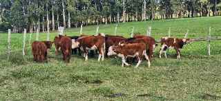 Lote 151