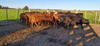 Lote 162