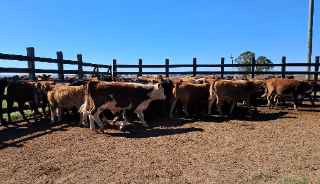 Lote 49