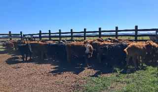 Lote 126