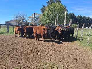 Lote 61