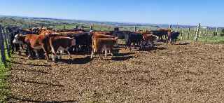 Lote 120