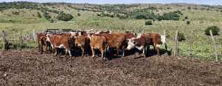 Lote 102a