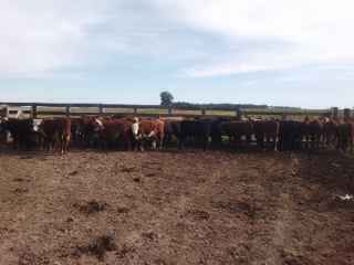 Lote 22a