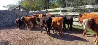 Lote 152