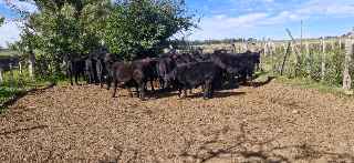 Lote 131b