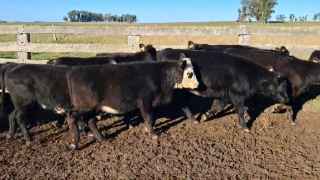 Lote 126a