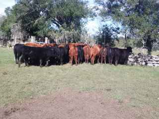 Lote 60b
