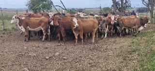 Lote 188