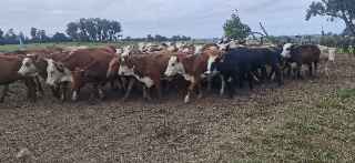 Lote 98