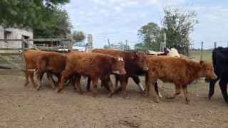 Lote 141