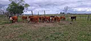 Lote 157