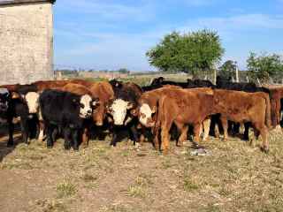 Lote 20