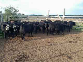 Lote 158