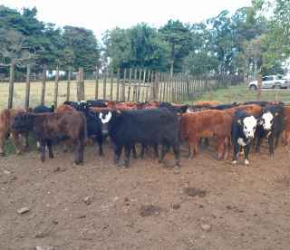 Lote 146