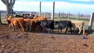 Lote 117