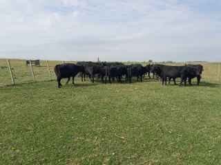 Lote 196