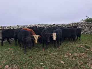 Lote 36